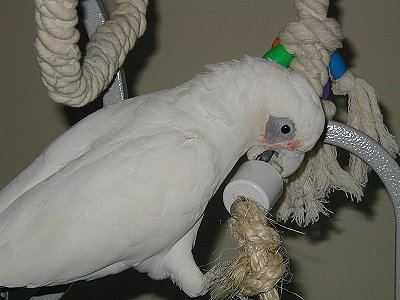 magoo-1010059.jpg 28.3K