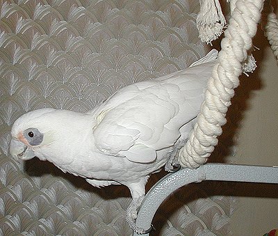 magoo-11170100.jpg 49.5K