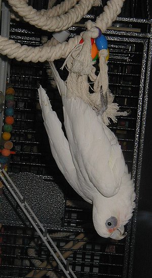 magoo-11270122.jpg 53.0K