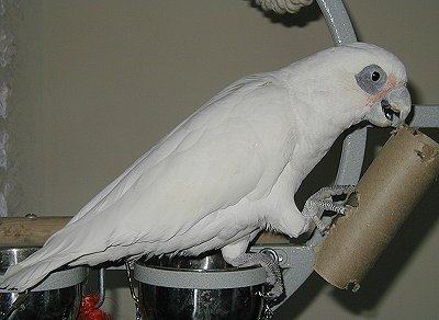 magoo-bb160037.jpg 25.4K