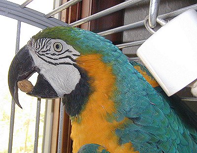otis-1010016.jpg 48.5K