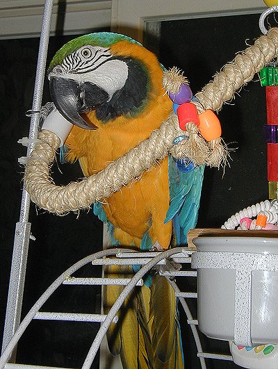 Otis