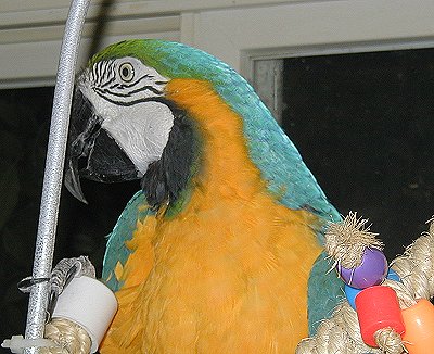 otis-1010040.jpg 43.0K