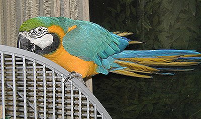 otis-1010042.jpg 41.2K