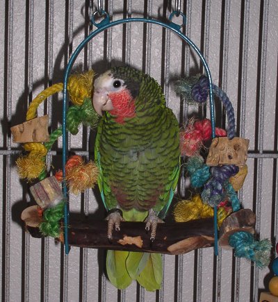 Zoe