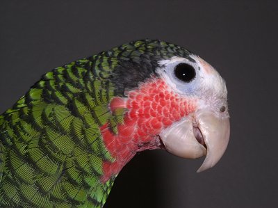 Zoe